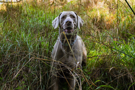 Weimaraner sitting in a green field. Close up view of the head of a hunting dog Happy dog on a sunny day.の写真素材