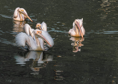 Four Pink Pelicans having Swimの写真素材