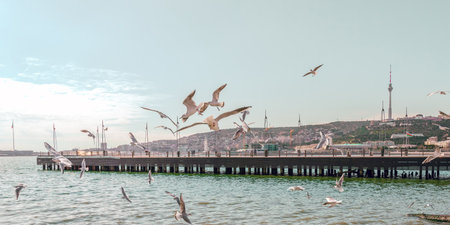 Gulls on the boulevard. Baku Seaside Parkの写真素材