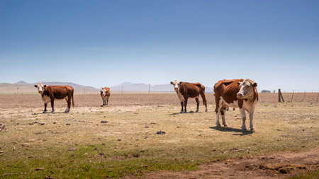 Some Hereford breed cows grazing in a field in Argentina