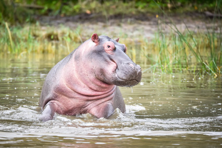 Small and cute, Common hippopotamus, Amphibius hippopotamus, has a smile on his face because he plays and bathes in the lakeの写真素材