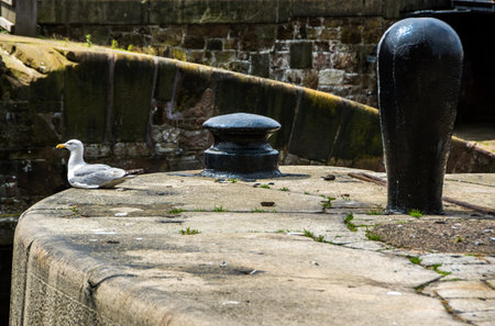 A herring gull rest on the side of a Liverpool dock.の写真素材