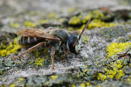 Closeup on a male Variable miner mining bee, Andrena variabilis from the Gard, Franceの写真素材