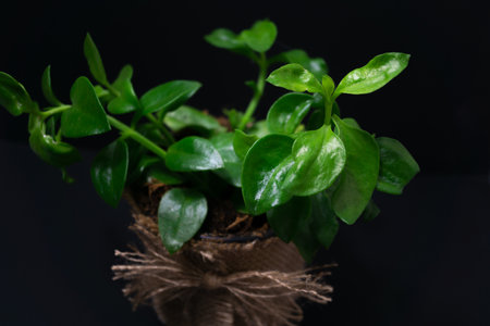 natural ornamental potted plant , isolated on black background copy-spaceの写真素材