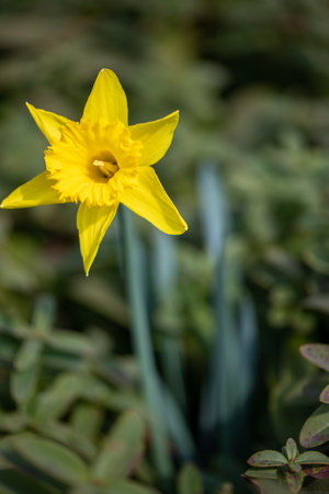 Spring is one of the most beautiful times what our nature has to offer. Many flowers in different colours start to bloom during this time and fill nature with thousands of colours. No matter if Rockcress, showdrop, anemone, periwinkle, primrose, speedwell, daffodil, Chionodoxa, Celandine or many more. The colors of spring please everybody and leave the depressive feelings from the cold winter behindの写真素材