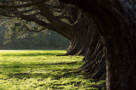 Line of trees creating a canopy over a green fieldの写真素材