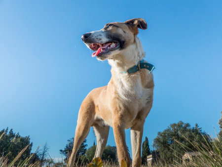 Angular shot from below of a domestic dogの写真素材