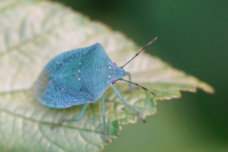 Closeup on a blue- green adult image of the Southern green shieldbug, Nezara virudula sitting on a leaf in the gardenの写真素材