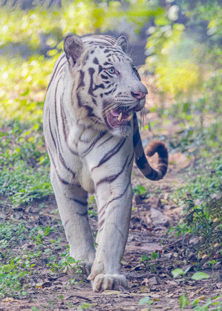 White Tiger on a move in a fieldの写真素材