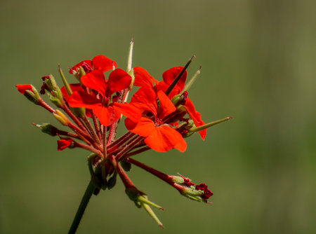 Malbon plant red flowers with green blur backgroundの写真素材