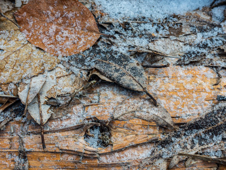 Partly rotten leaves with hoar frost lying on logs on the groundの写真素材