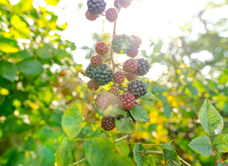 close up macro shot of blackberries growing in the hedgerow in the sunset. lens flares with a wide...