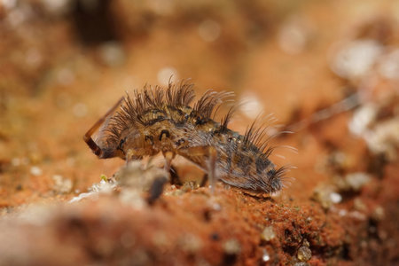 Closeup on a hairy, spooky microscopic springtail, Orchesella villosa in the garden