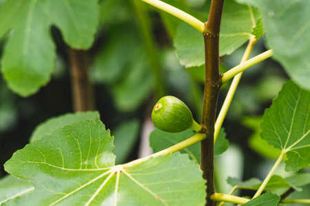 Fig tree with unripe green fig.の写真素材