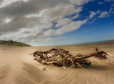 tree stump throws on the shore of a beach of Pehuen Co in Argentinaの写真素材