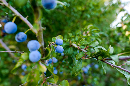 Close-up macro shot of sloe berries growing wild in the hedge. Sloes are also known as blackthorn.