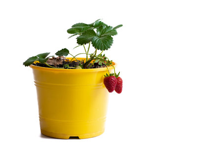 pot with a young berry plant with fruitsの写真素材