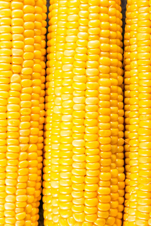Corn cobs close up background
