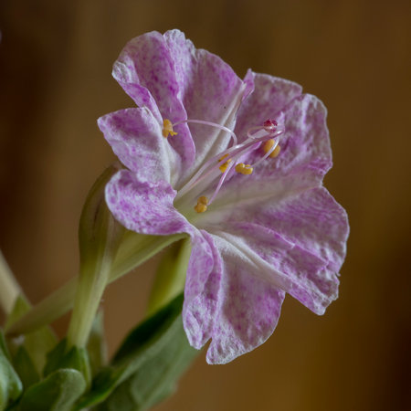 closeup of some beautiful pink flowerの写真素材