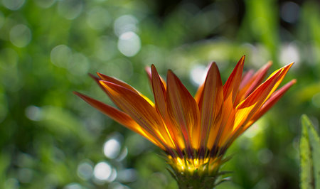 orange daisy-like flower viewed from the sideの写真素材