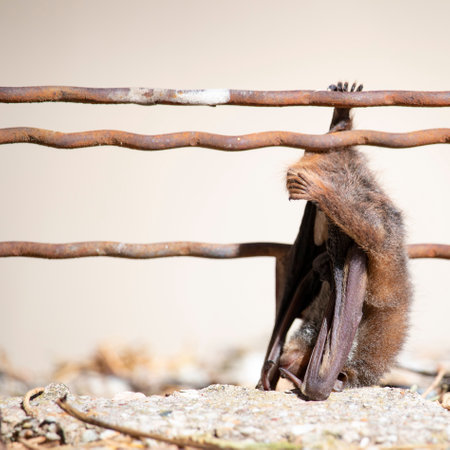 bat hanging from a wire in broad daylightの写真素材