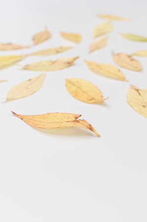 decorative background with yellow autumn leaves on a white background with text spaceの写真素材