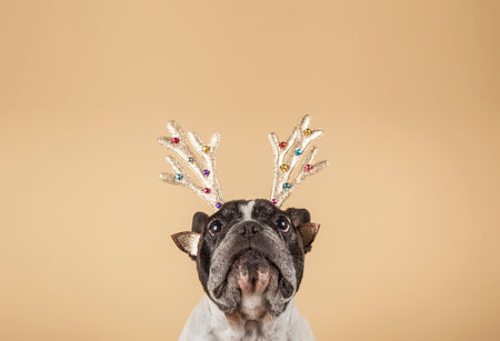 New year and Christmas concept with dog wearing reindeer choirs leash against light colored backgroundの写真素材