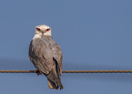 Black Shouldered kite looking back at 180 degree while sitting on a wireの写真素材
