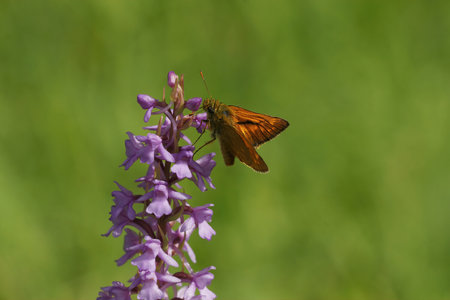Closeup on the Large skipper, Ochlodes sylvanus on a purple flower