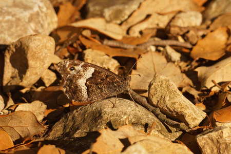 Closeup of the Great banded greyling butterfly, Brintesia circe sitting on the ground among dried leafs , in Gard, Franceの写真素材
