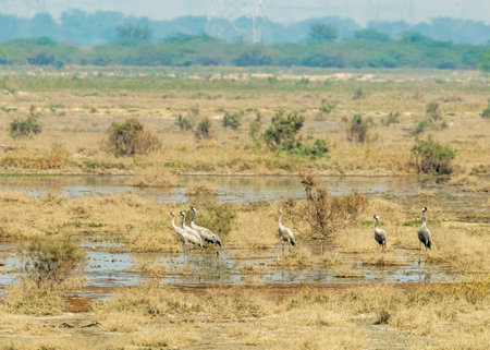 Common Crane in a wet land with juvenileの写真素材