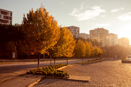 rows of trees standing on the roadの写真素材