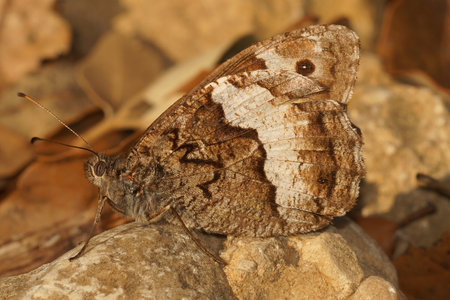 Closeup of the Great banded greyling butterfly, Brintesia circe sitting on the ground among dried leafs , in Gard, Franceの写真素材