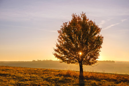 Beautiful Golden Sunrise on a Field in Autumnの写真素材