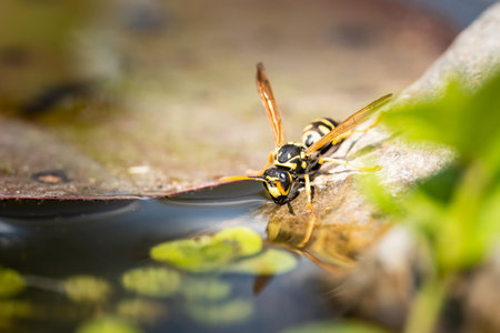 Large peaceful wasp, European paper wasp, Polistes dominated, sitting on stone and sucks water from garden lakeの写真素材