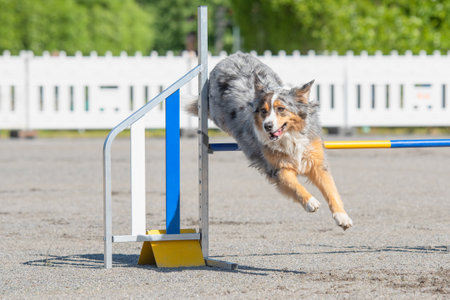 Australian shepherd jumps over an agility hurdle on a dog agility courseの写真素材