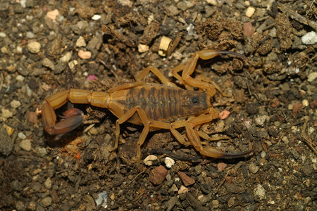 Closeup on Babycurus jacksoni scorpion, a species with a double sting from Tanzania
