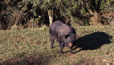 Close up of black pig in the grass.の写真素材