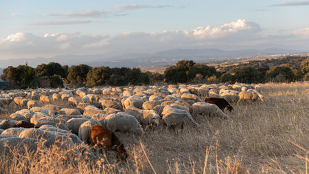 Flock of sheep with dog and shepherd at sunset on the transhumanceの写真素材