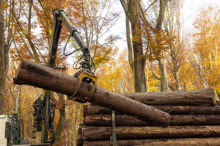 In a forest in fall a truck crane moves logs onto the truckの写真素材