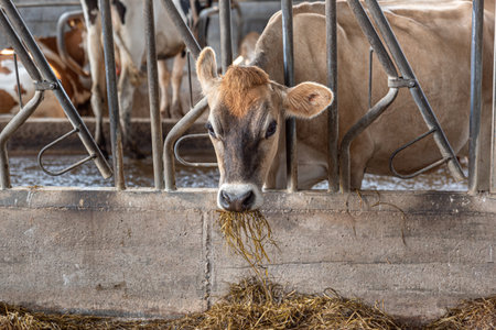 Group of dairy cows huddled in the cowshed looking at the cameraの写真素材