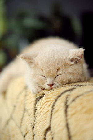 portrait of a small creamy British Shorthair cat sleeps on the sofaの写真素材