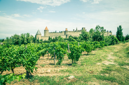 vineyards in Carcassonne, Franceのeditorial素材