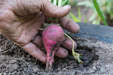 hand that harvests radish from the earth in the organic gardenの写真素材