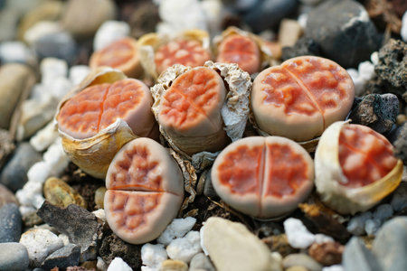 Closeup on an aggregation of some light red colored living stones, Lithops karasmontana latentiaの写真素材