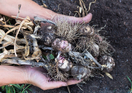 close up hands harvesting garlic in organic home gardenの写真素材