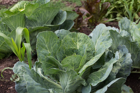 up close organic cabbage grown in the family gardenの写真素材