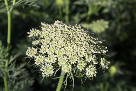 the white flowers of carrots from the organic garden in the spring