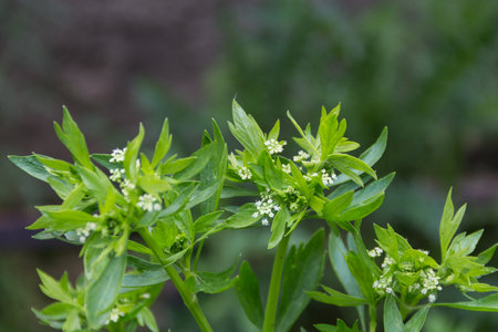 close up organic celery blooming in the garden in spring