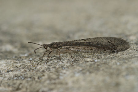 Close up of an antlion , Creoleon aegyptiacus , from Gard, Franceの写真素材